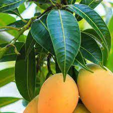 Sweet Mango Seeds for Planting