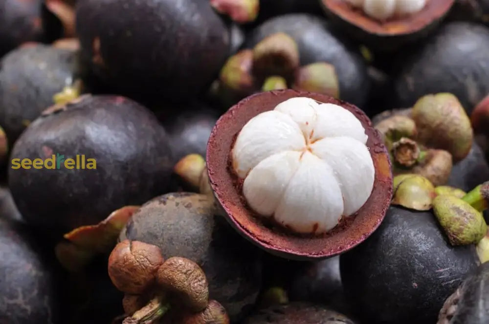 Mangosteen Seeds for Planting - Exotic Fruit Seeds for Home Garden