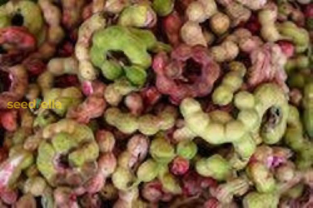 家庭菜園用マニラタマリンドの種