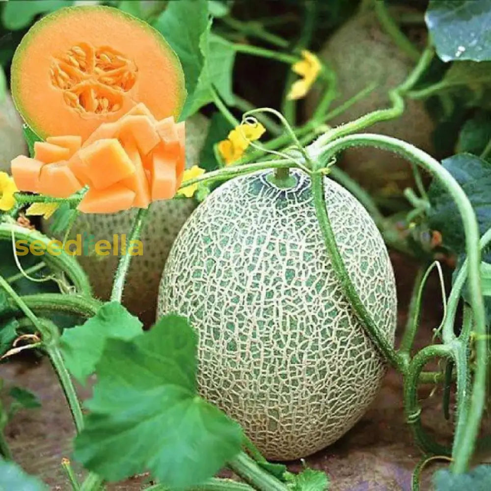 Fresh Melon Cantaloupe Seeds for a Vibrant Summer Harvest