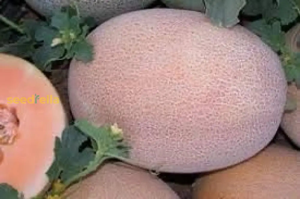 Pink Cantaloupe Seeds for Planting Sweet Melon Fruit