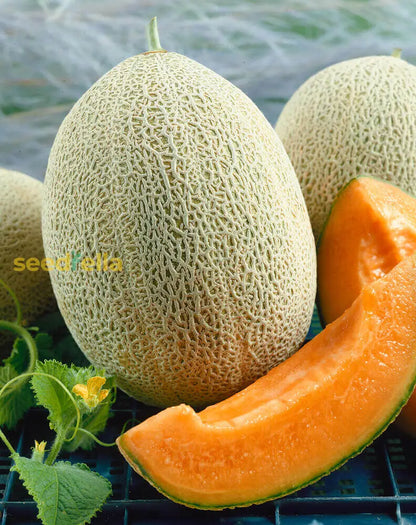 Melon Cantaloupe Fruit Seeds for Planting Yellow