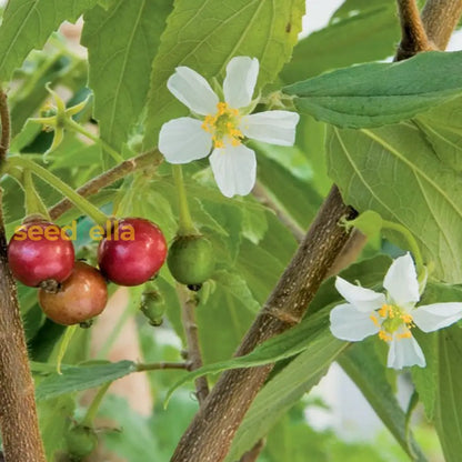 Muntingia Fruit Seeds for Planting Grow Delicious Tropical Fruits in Your Garden