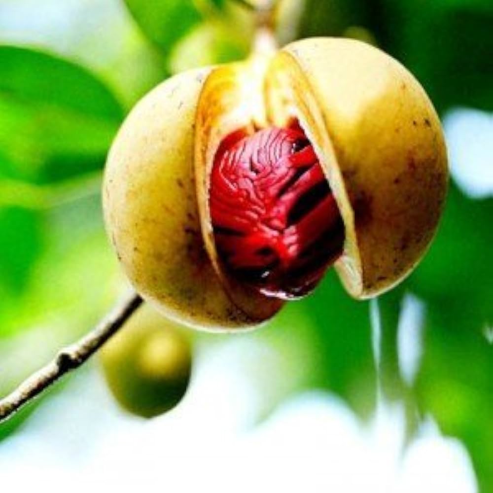 Nutmeg Tree Seed (Myristica fragrans) – Pala Mace Fruit Nut – Pumpkin Pie Spice
