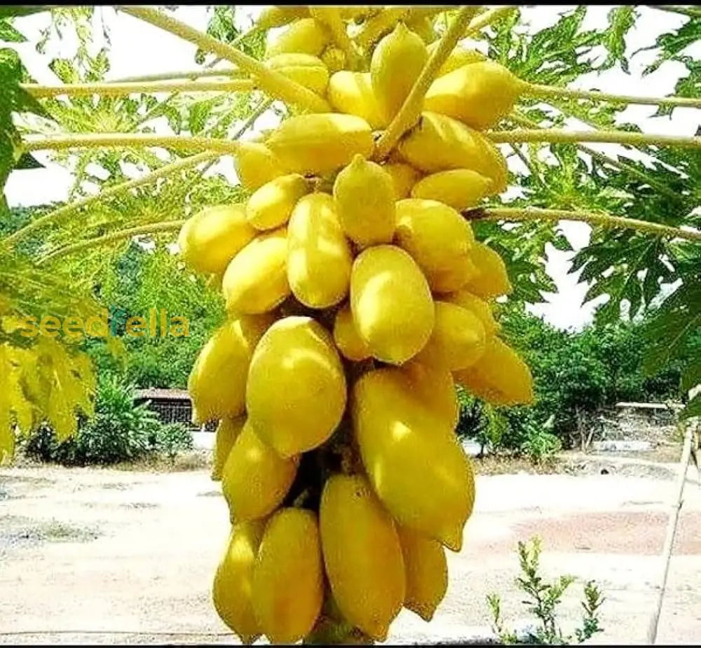 Yellow Papaya Seeds for Planting Grow Delicious Fruit at Home