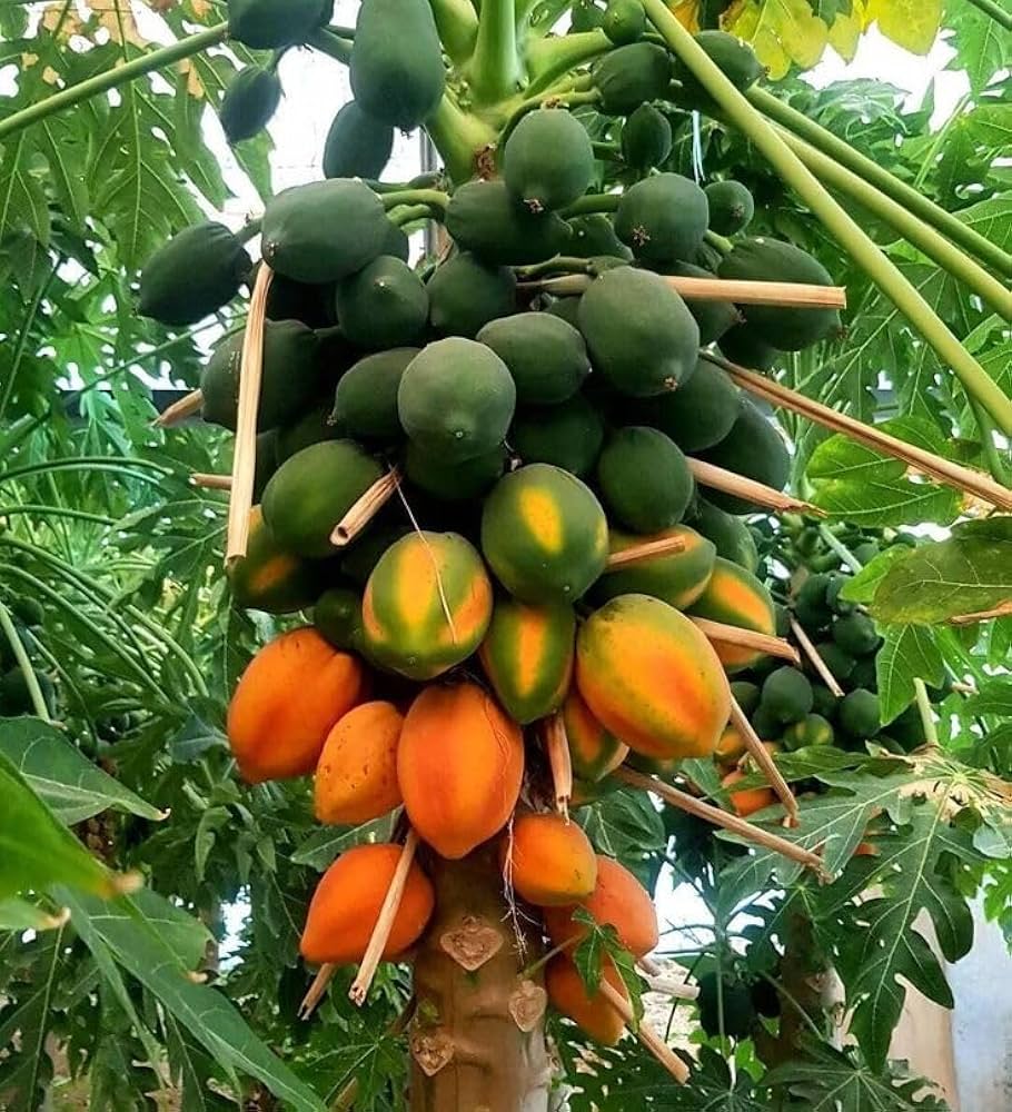 Papaya Fruit Seeds for Planting - Fast Growing Green Orange Papaya
