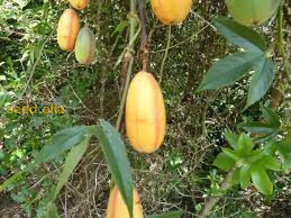 Orange Banana Passion Fruit Seeds for Planting Tropical Garden Delight