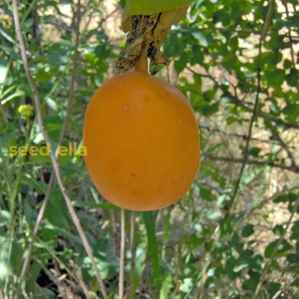 Orange Passion Fruit Seeds for Planting Grow Tropical Fruits at Home