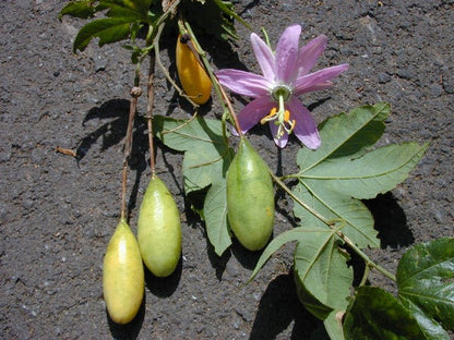 Banana Passion Fruit (Passiflora mollissima) Pink Passion Flower Vine Seeds – Yellow Skin, Orange Pulp