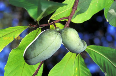 Pawpaw Fruit Seeds for Planting Grow Exotic Tropical Fruit at Home