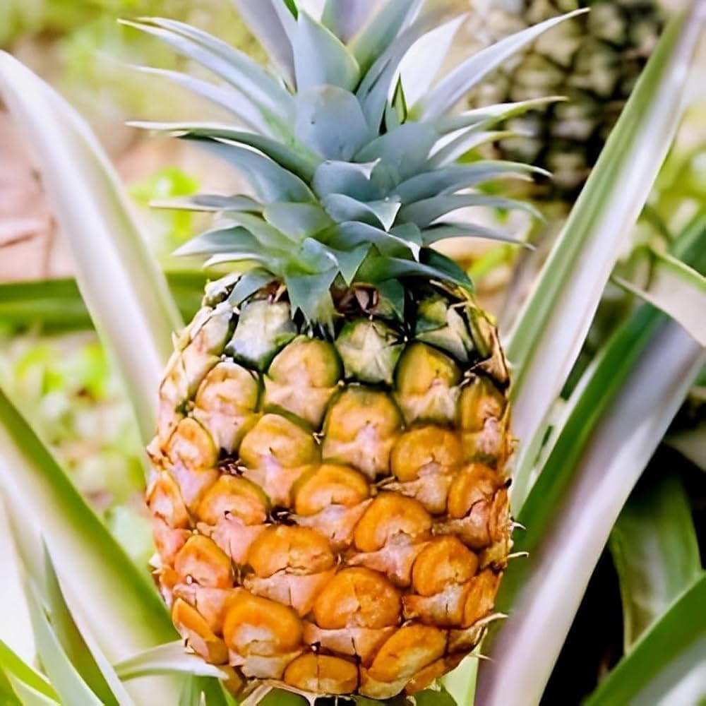 Pineapple Ananas comosus Fruit Seeds for Planting