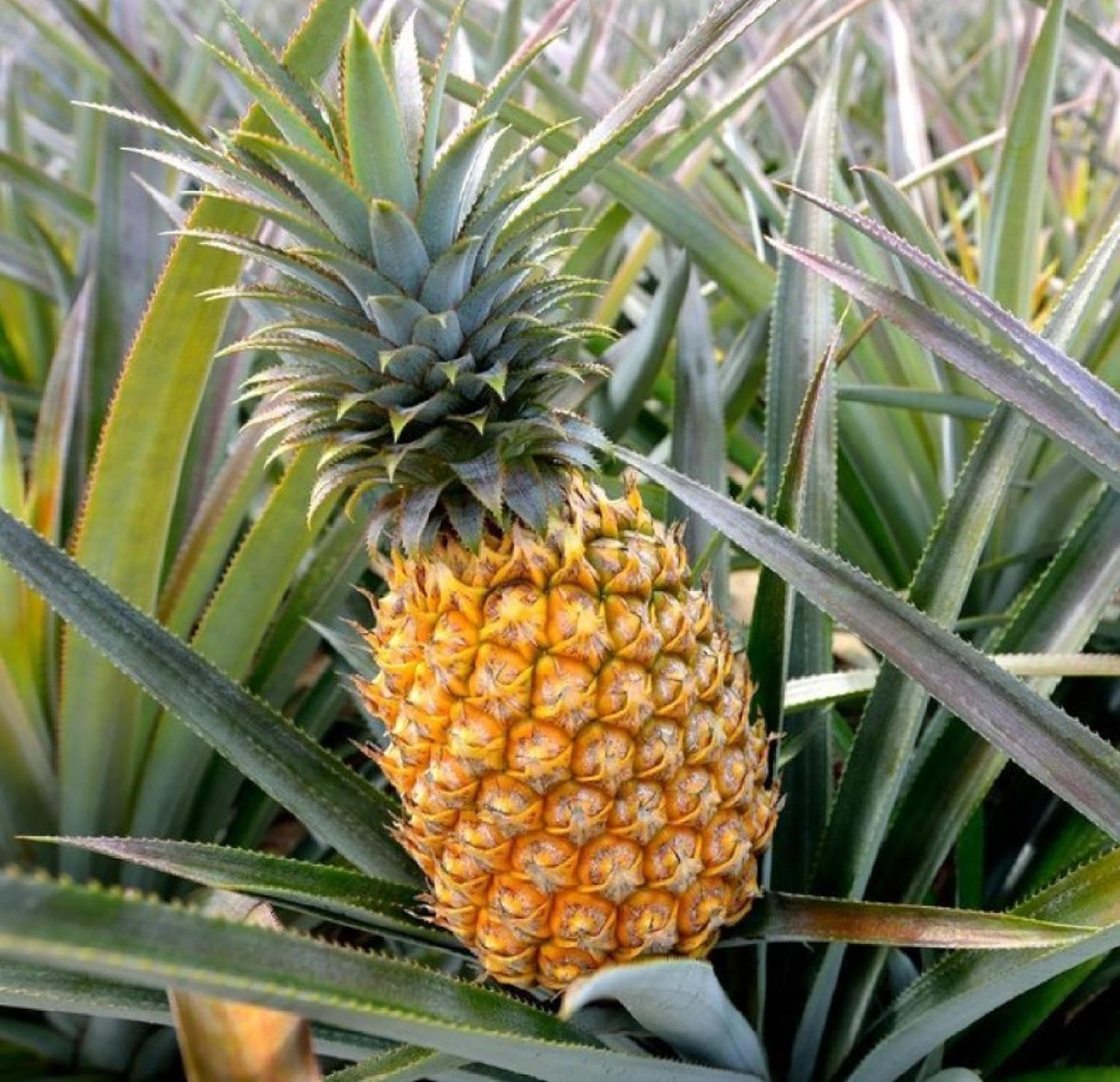 Pineapple Seeds for Tropical Planting