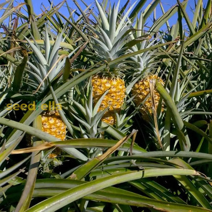 Yellow Pineapple Fruit Seeds for Home Planting