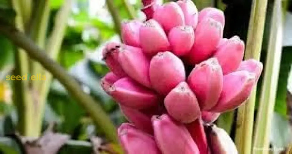 Pink Banana Fruit Seeds for Easy Planting