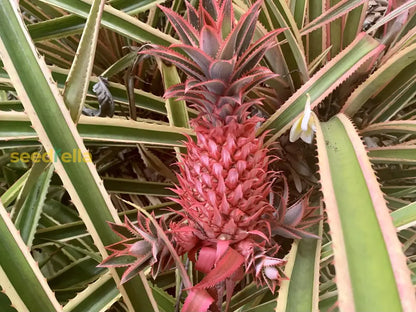 Pink Pineapple Seeds for Planting - Grow Your Own Fruit