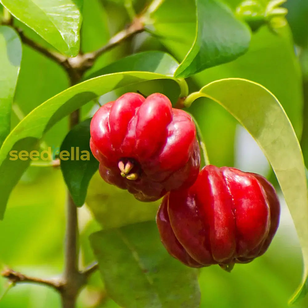 Pitanga Fruit Seeds for Planting Grow Your Own Tropical Harvest