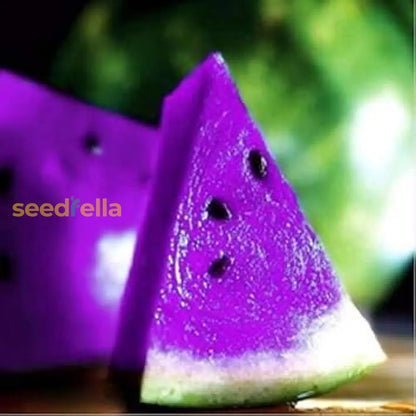 Purple Watermelon Seeds for Planting Grow Delicious Fruit