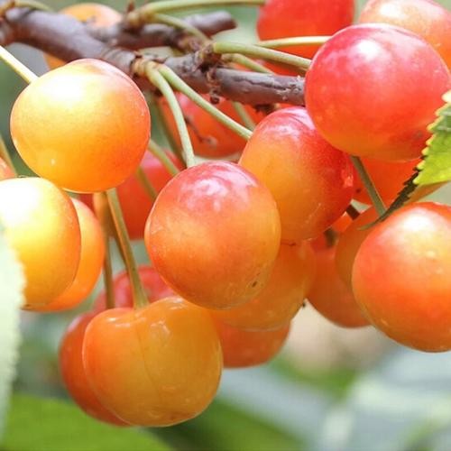 Rainier Sweet Cherry Seeds For Planting Grow Your Own Fruit heirloom non-gmo organic garden seeds