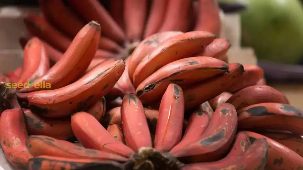 Red Banana Planting Seeds - Grow Exotic Tropical Fruit in Your Garden