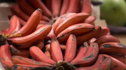Red Banana Planting Seeds - Grow Exotic Tropical Fruit in Your Garden