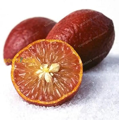 Red Lemon Fruit Seeds for Planting - Dark Red Variety for Your Garden