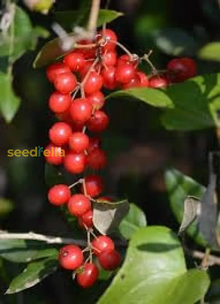 Sarsaparilla Nostrana Seeds for Planting Grow Unique Fruit in Your Garden