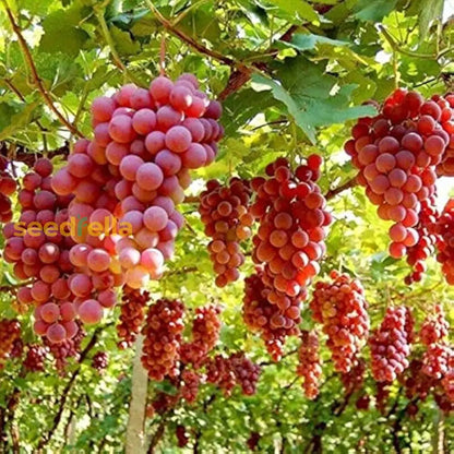 Grow Seedless Grapes: Quality Seeds for Planting
