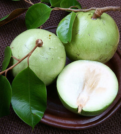 Vietnam Milk Melon Fruit Seeds - Premium Quality Planting Seeds for a Tropical Delight
