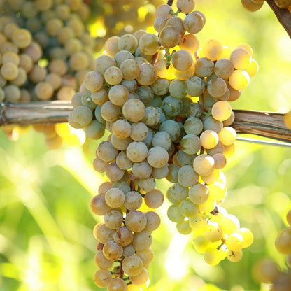 Premium White Grape Muscat Seeds for Planting - Grow Sweet Grapes at Home