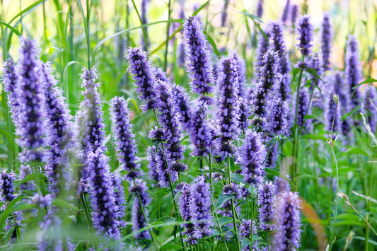 True Blue Hyssop Hyssopus Officinalis Herb Blue Violet Flower Seeds heirloom non-gmo organic garden seeds