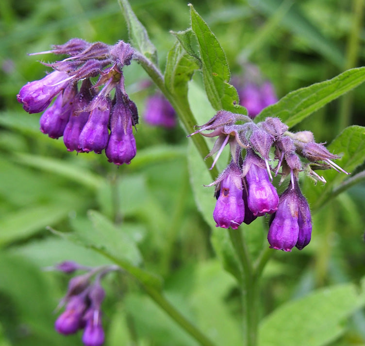 True Comfrey (Symphytum officinale) Herb Seeds - Purple Flowers