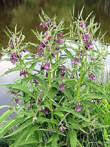 True Comfrey Symphytum Officinale Herb Seeds Purple Flowers heirloom non-gmo organic garden seeds