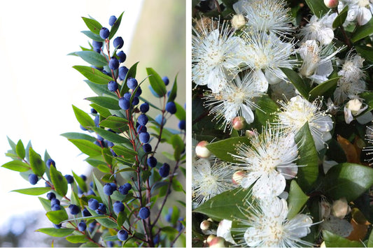 True Myrtle Myrtus Communis Fragrant White Flower & Edible Blue Berry Fruit Shrub Seeds heirloom non-gmo organic garden seeds
