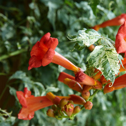 Scarlet Trumpet Vine Flower Seeds