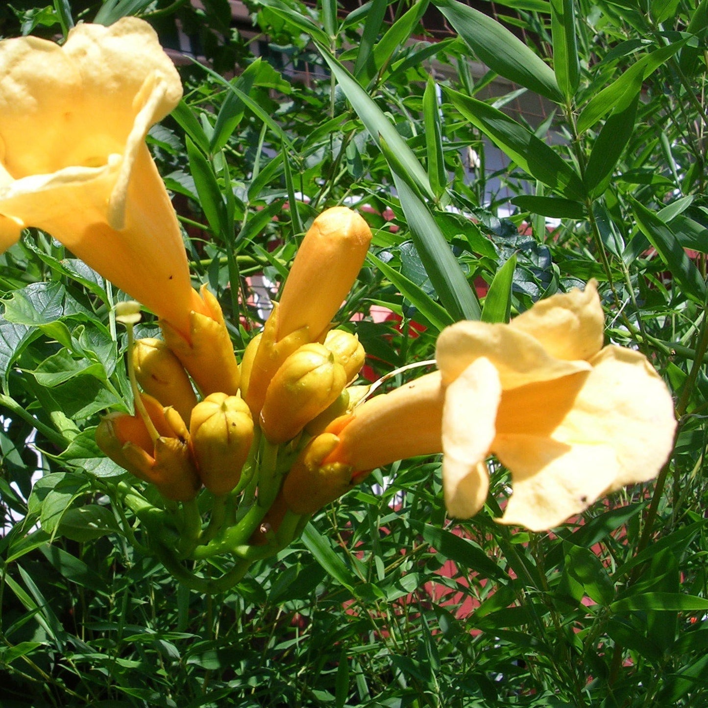 Yellow Trumpet Vine Seeds