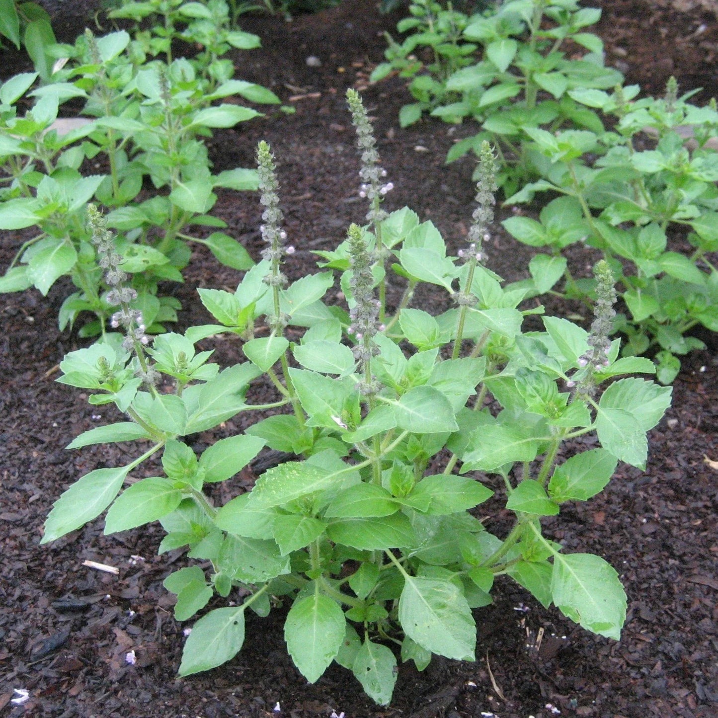 聖なるトゥラシの薬草の種まき用