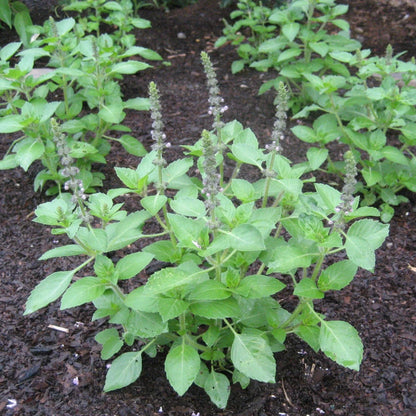 聖なるトゥラシの薬草の種まき用