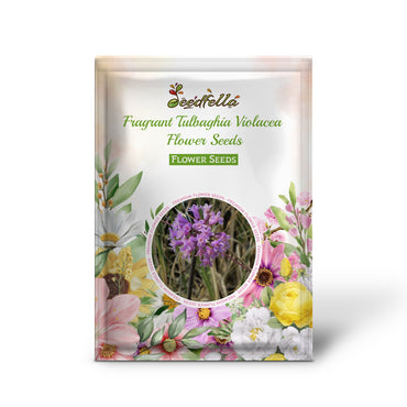 Tulbaghia Violacea Lilac-Pink Blooms