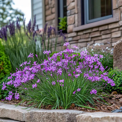 Tulbaghia Violacea Flowers in Garden Bed