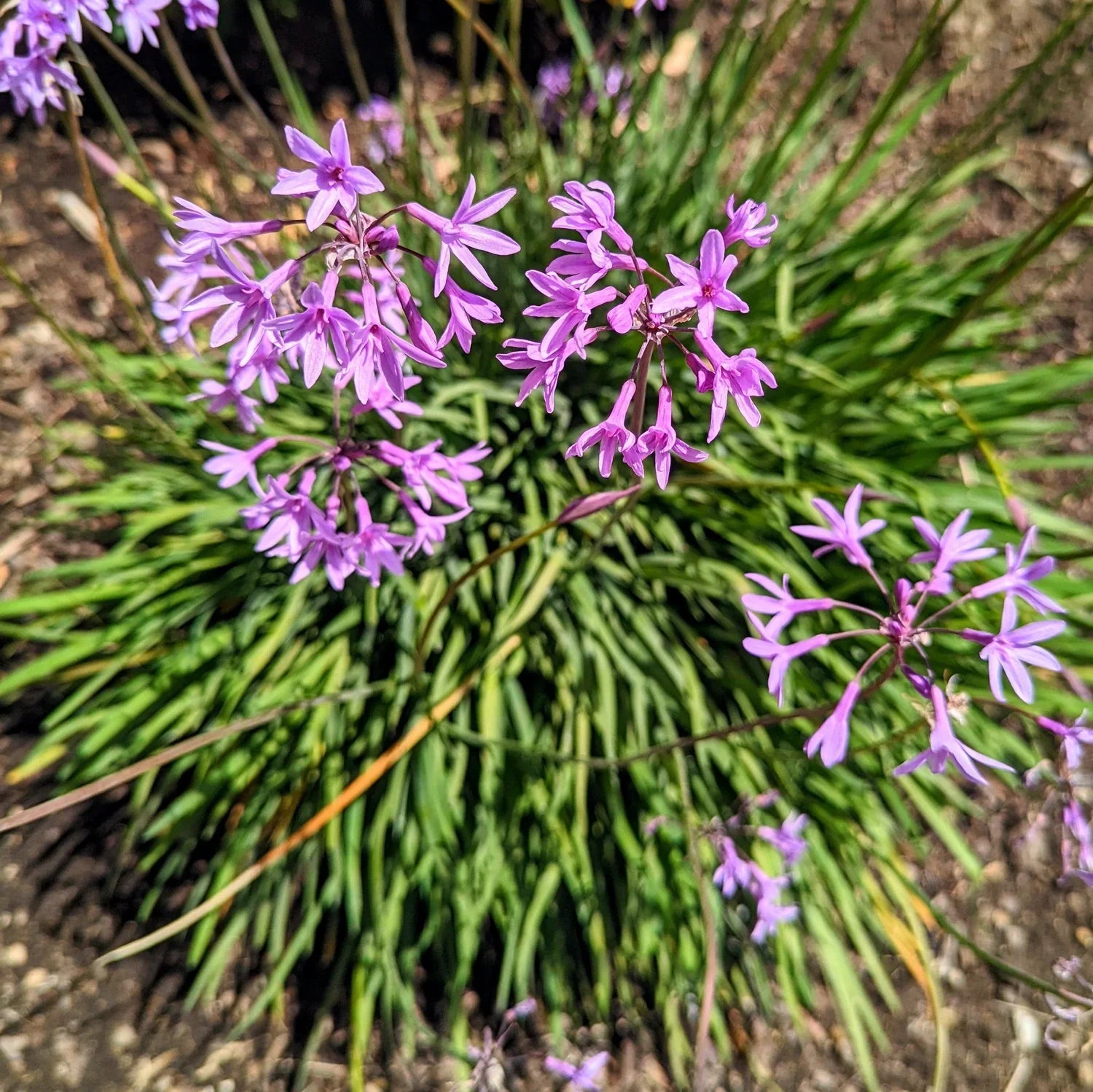 Fragrant Tulbaghia Violacea Flower Seeds for Planting
