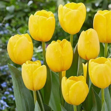 黄色と桃色のチューリップの花の種まき用 - 高品質、伝統種で遺伝子組み換えなしの家庭用庭園の種
