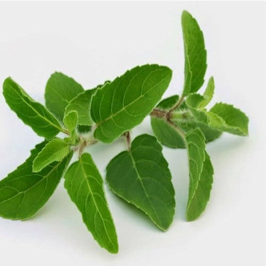 Aromatic Tulsi Basil Plant Seeds Premium Organic Seeds heirloom non-gmo organic garden seeds