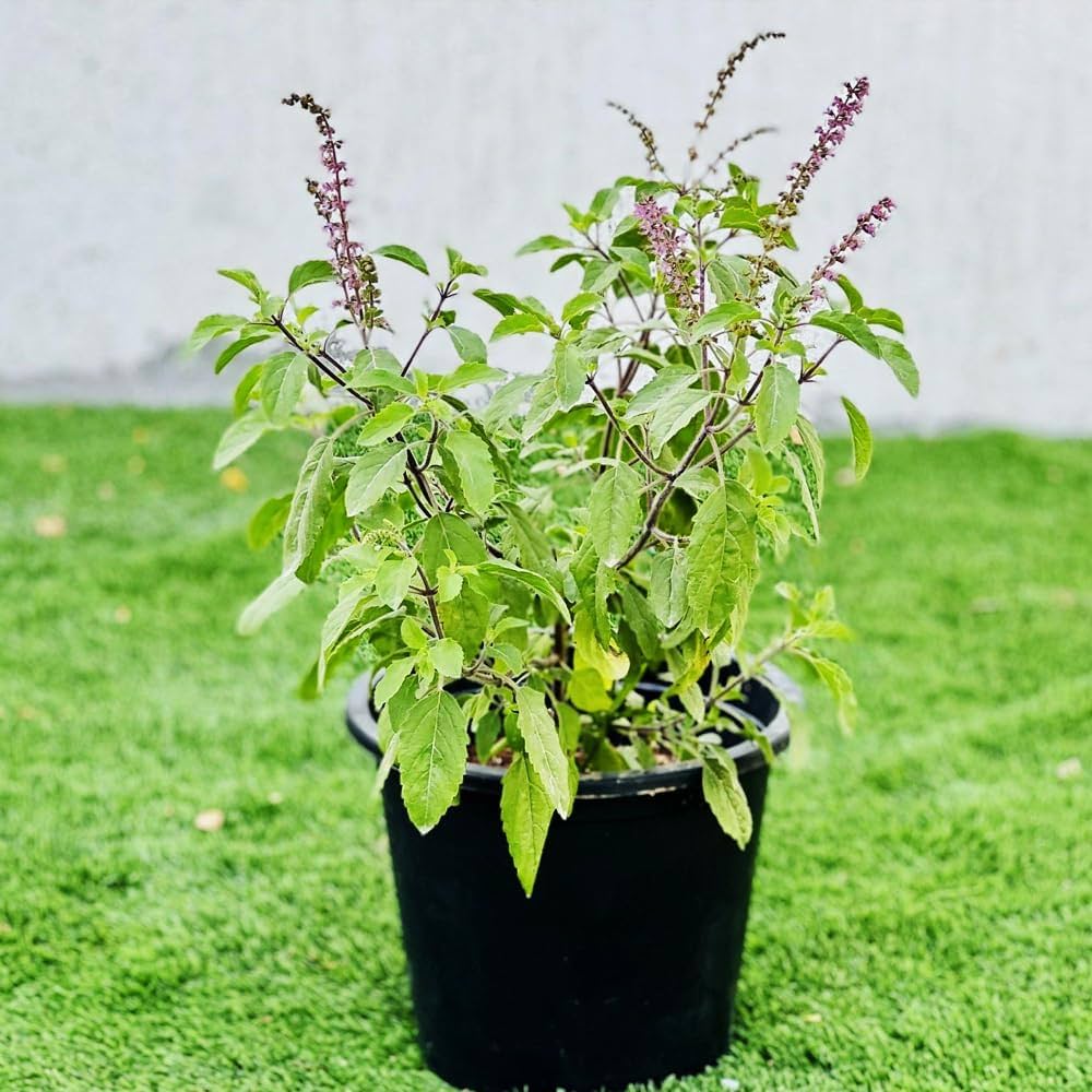 Aromatic Tulsi Basil Plant Seeds - Premium Organic Seeds