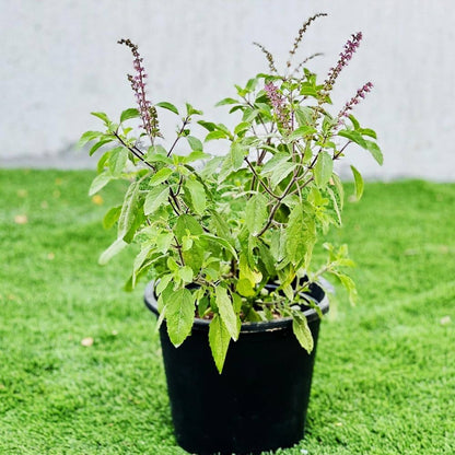 Aromatic Tulsi Basil Plant Seeds - Premium Organic Seeds