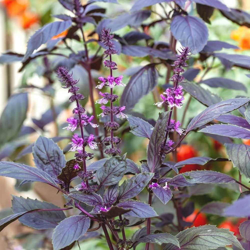 Purple Krishna Tulsi (Holy Basil) Ocimum Sanctum Tenuiflorum Herb Flower Seeds