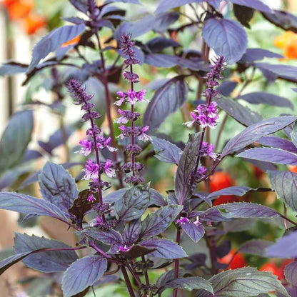 Purple Krishna Tulsi (Holy Basil) Ocimum Sanctum Tenuiflorum Herb Flower Seeds