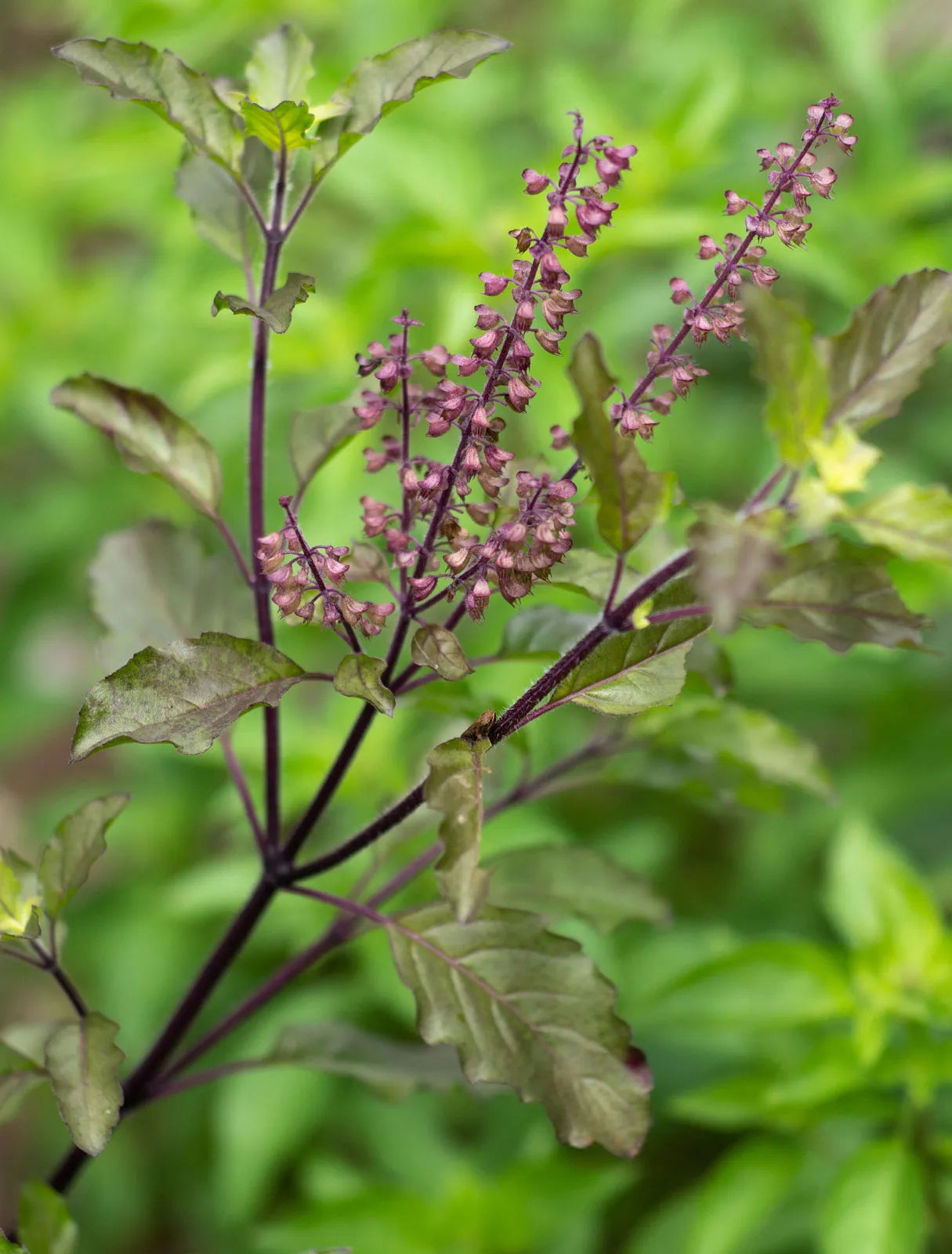 Aromatic Tulsi Basil Plant Seeds - Premium Organic Seeds