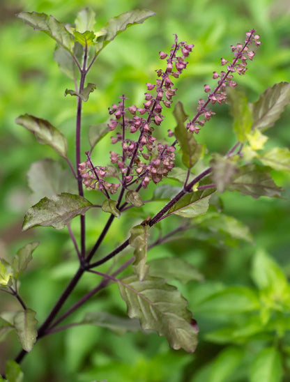 Aromatic Tulsi Basil Plant Seeds - Premium Organic Seeds