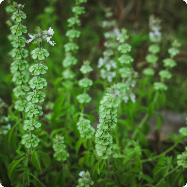 Tulsi Temperate Basil Ocimum Sanctum Seeds heirloom non-gmo organic garden seeds