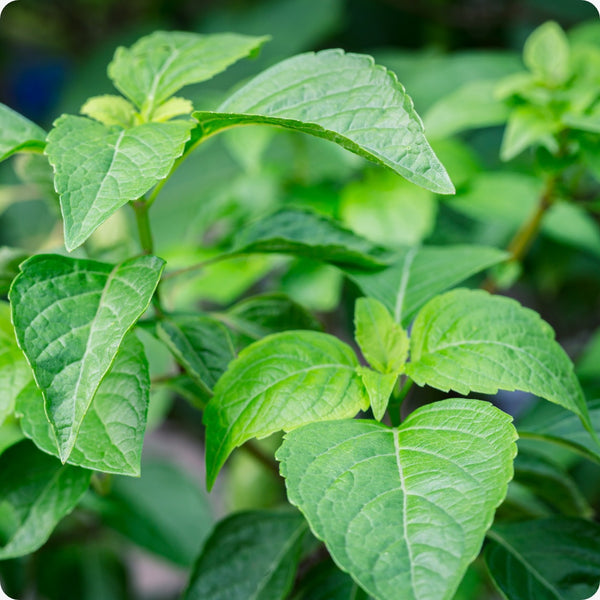 Tulsi Vana Basil Ocimum Gratissimum Seeds heirloom non-gmo organic garden seeds